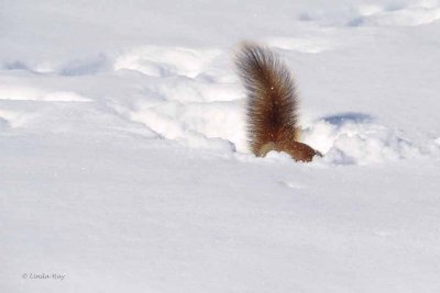 Red Squirrel