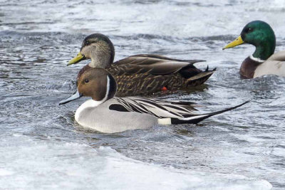 Pintail and Friends