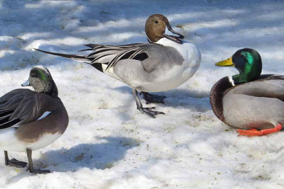 Northern Pintail in a Dust Up   (2 photos)