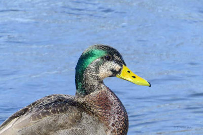 Hybrid Black Duck