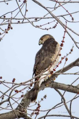 Cooper's Hawk