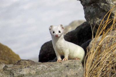 Weasel  (Ermine)