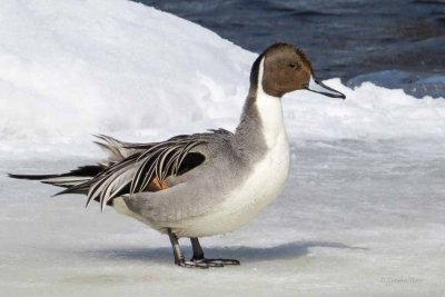 Northern Pintail