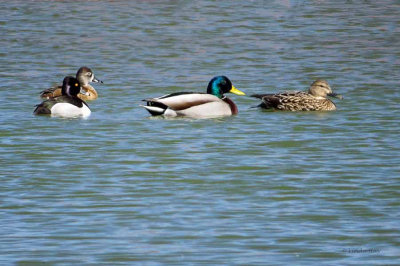 Ring-necked Ducks and Mallards