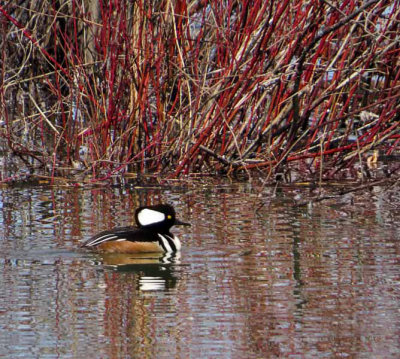 Hooded Merganser (m)