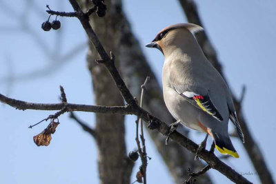 Bohemian Waxwing   (2 photos)