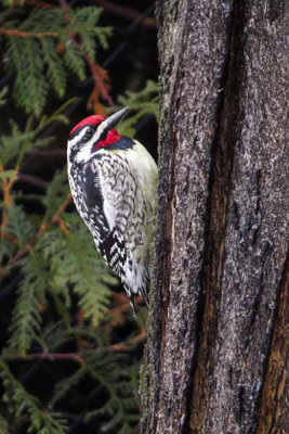 Yellow-bellied Sapsucker (m)