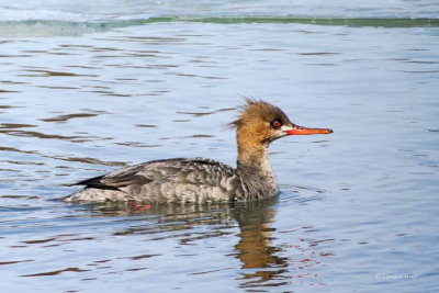 Red-breasted Merganser (f)