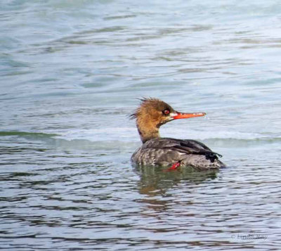 Red-breasted Merganser (f)