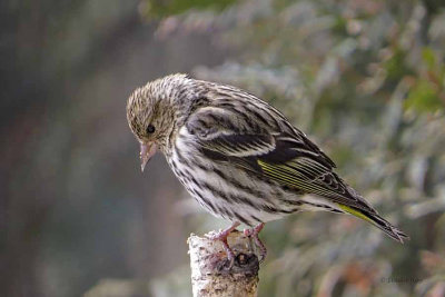 Pine Siskin