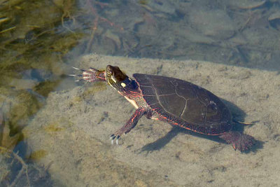 Painted Turtle