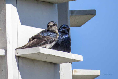 Purple Martins