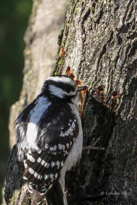 Downy Woodpecker