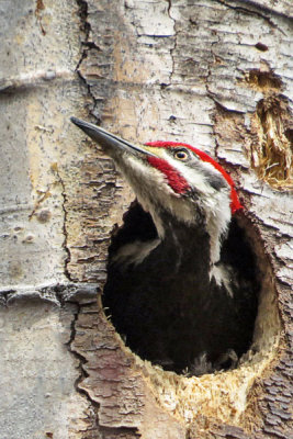 Pileated Woodpecker