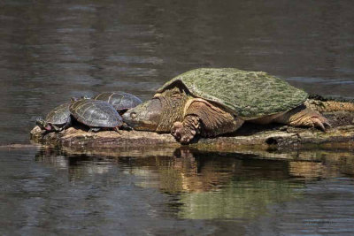 Snapping and Painted Turtles