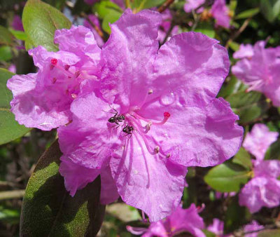 Rhododendron