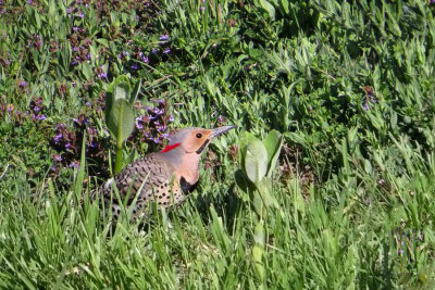 Northern Flicker   (3 photos)