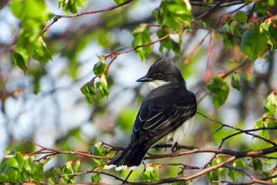 Eastern Kingbird