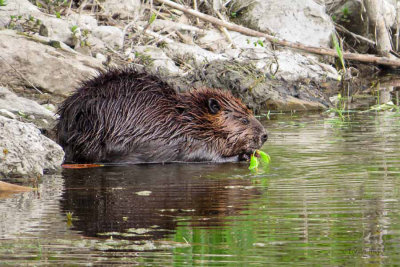 Beaver