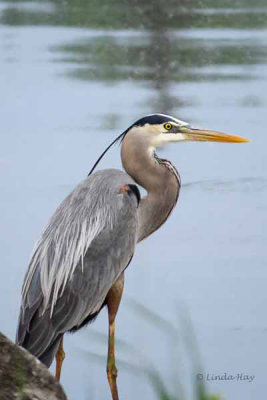 Great Blue Heron