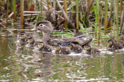 Wood Ducks - mother and 11 babies