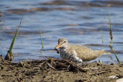 Spotted Sandpiper   (2 photos)