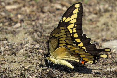 Giant Swallowtail