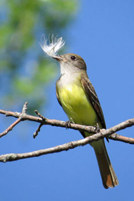 Great Crested Flycatcher