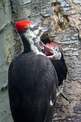 Pileated Woodpeckers