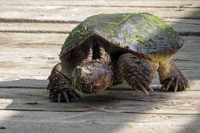 Snapping Turtle