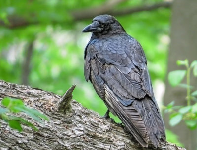 American Crow