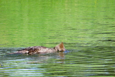 Hooded Merganser (f)   (2 photos)