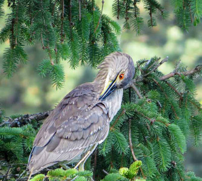 Black-crowned Night Heron