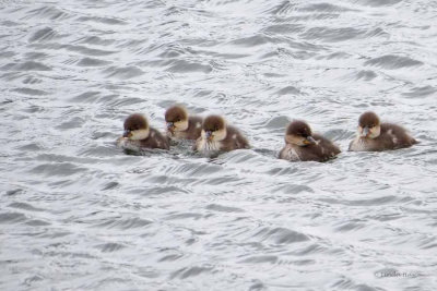 Hooded Mergansers, babies  (2 photos)