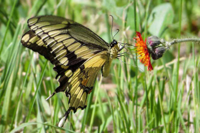 Giant Swallowtail