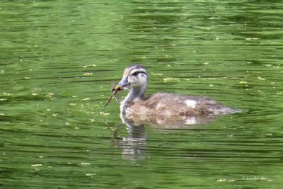 Wood Duck - juvenile