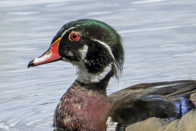 Wood Duck (m0