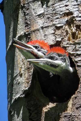 Pileated Woodpeckers - juveniles