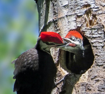 Pileated Woodpeckers   (2 photos)