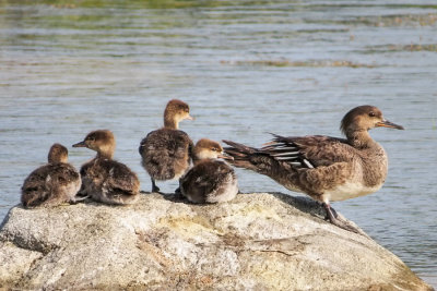 Hooded Mergansers