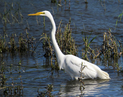 Great Egret   (2 photos)