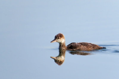 Hooded Merganser 