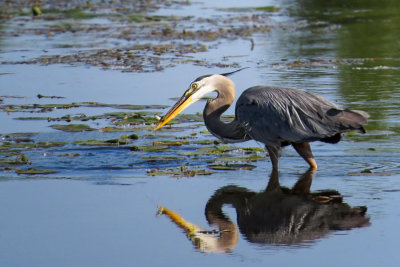 Great Blue Heron   (2 photos)