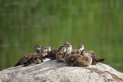 Wood Ducks 