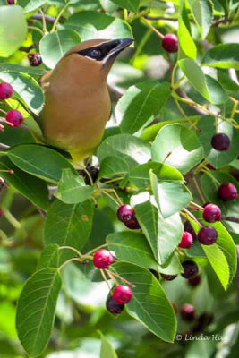 Cedar Waxwing