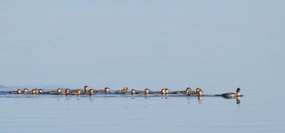Common Merganser Family   (4 photos)