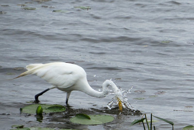 Great Egret   (2 photos)