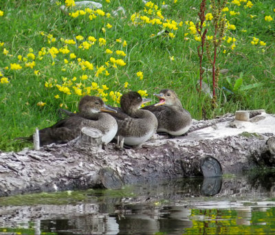 Hooded Mergansers - juveniles