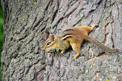 Chipmunk Pup