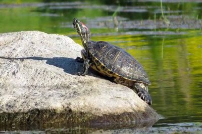 Red-eared Slider (2 photos)